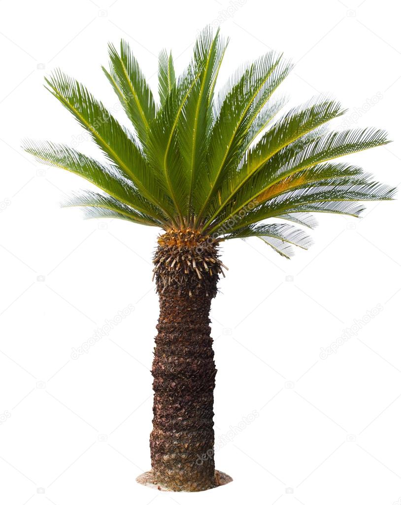 close up Cycad palm tree isolated on white background usefor gar