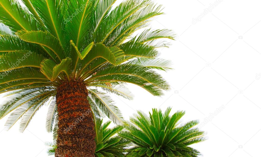 greem leaves of cycad plam tree plant isolated white background 