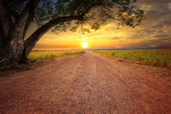 land scape of dustry road in rural scene and big rain tree plant