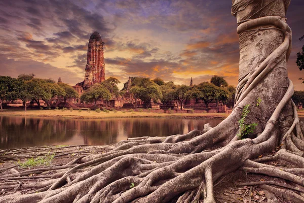 Grande radice di banyan albero terra paesaggio di pagoda antica e vecchia in — Foto Stock