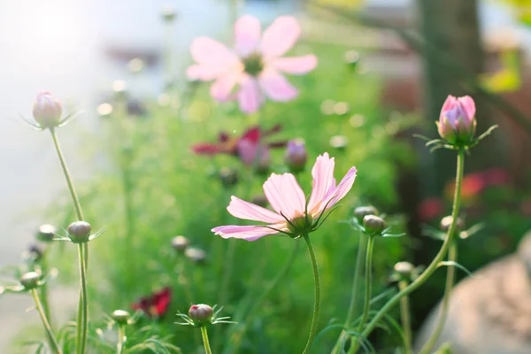 Close up of pink cosmos flowers field with flare light behind an — Stock Photo, Image