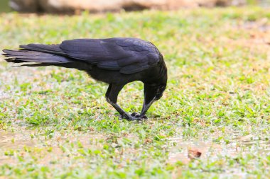 siyah kuşlar karga kıstırmak ve içinde yer yeşil çimenlerin üzerinde besleme 