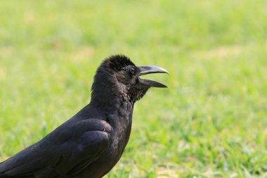 Avrasya siyah kuşlar karga agianst ürün yakından bulanıklık yeşil