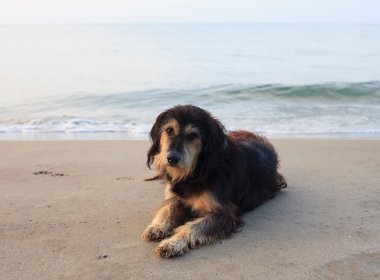 üzgün ve zavallı köpek deniz kumsalda acı yüzüyle yalan 