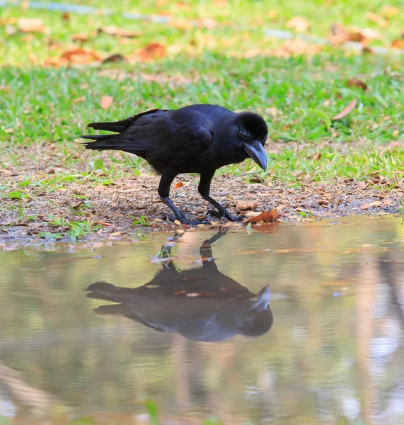 Cuervo posado en el suelo y mirando a la sombra de reflexión en wat —  Fotos de Stock