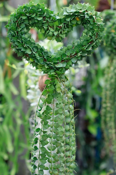 Dischidiasp, planta de forma de corazones que se forma decorada en verde hous —  Fotos de Stock