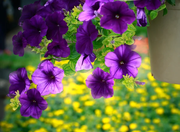 Gros plan fleur violette dans la plantation suspendue décorée dans le jardin — Photo