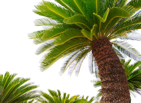 Folhas verdes de cycad plam árvore planta isolado fundo branco — Fotografia de Stock