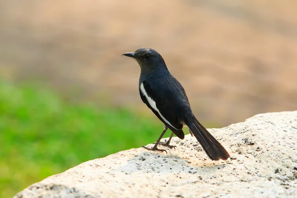 野生の女性ロビン鳥ぼかし背景の岩の上に止まった — ストック写真