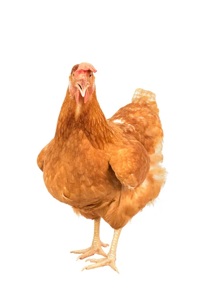 Закрыть портрет все тело коричневых женских яиц курица стоя sh — стоковое фото