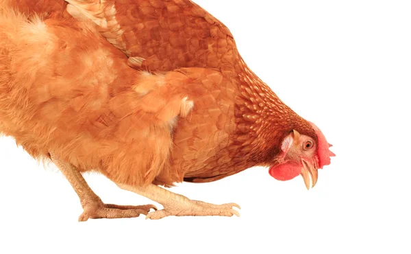 Cerca de gallina de pollo comiendo algo aislado fondo blanco — Foto de Stock