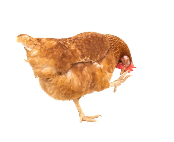 Primo piano ritratto corpo pieno di marrone femmina uova gallina in piedi sh — Foto Stock
