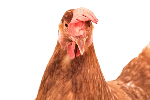 Cabeça de frango galinha choque e engraçado surpreendente isolado ba branco — Fotografia de Stock