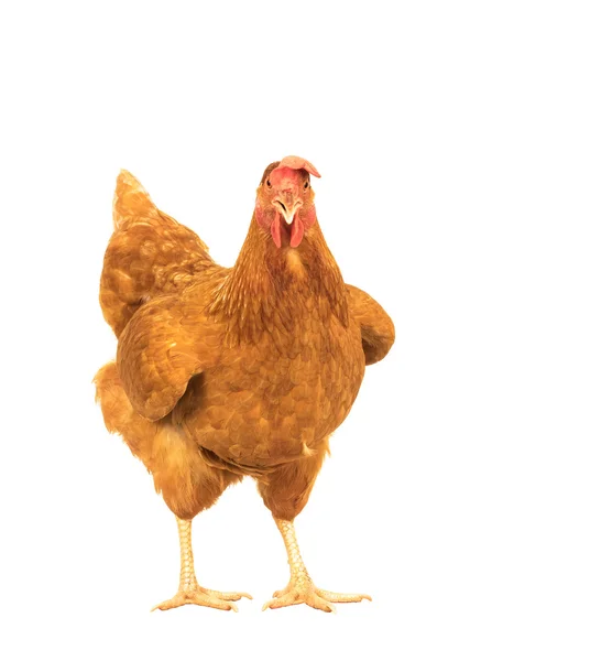 Close up portrait full body of brown female eggs hen standing sh — Stock Photo, Image