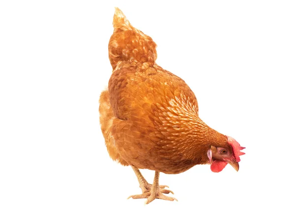 Nära håll kyckling höna äter något isolerade vit bakgrund — Stockfoto