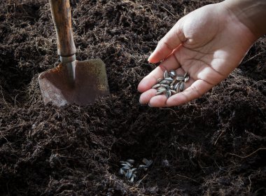 Kavramsal el bitki ve ayçiçeği tohum içinde plantation için çok