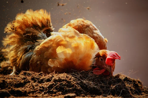 Relaxing of chicken hen lying in dirt soil use for good management in livestock farm and agriculture in rural scene — Stock Photo, Image