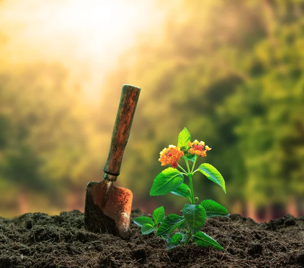 Flores planta e jardinagem ferramenta agaisnt bela luz solar em g — Fotografia de Stock