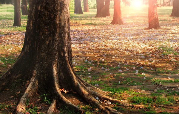 Caída de arbusto de trompeta rosa, árbol de trompeta rosa, Tecoma rosa fl — Foto de Stock