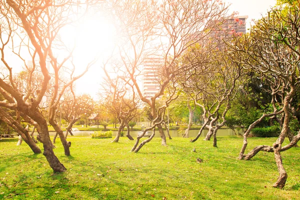 フランジパニ植物庭園フィールドと太陽照明背景としてを使用します。 — ストック写真