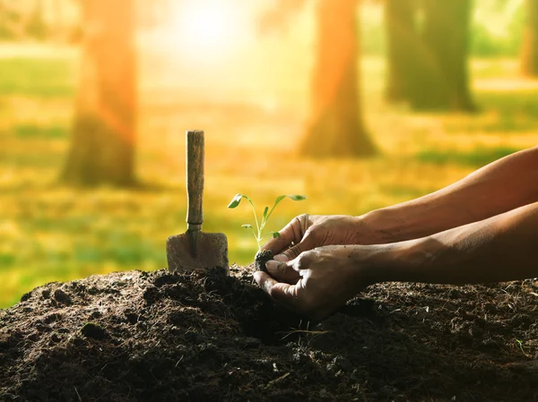 Concetto di piantare a mano semi di albero su terreno sporco contro il beau — Foto Stock