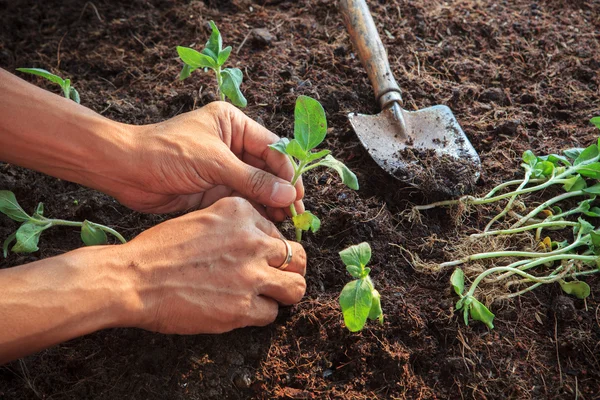 Mänsklig hand plantering unga solrosor växt om smuts markens användning för — Stockfoto