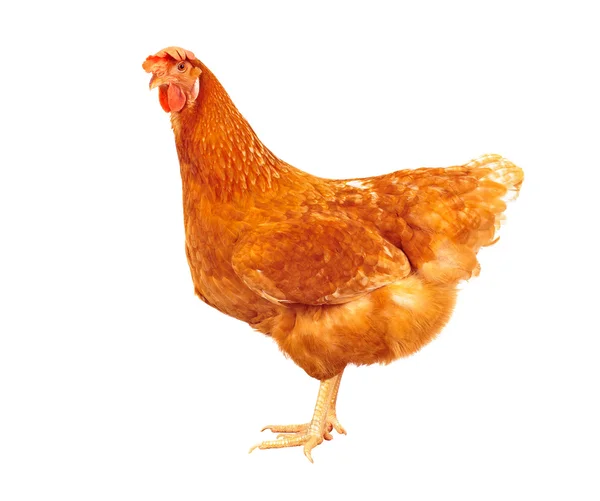 Corpo inteiro de galinha de frango marrom de pé isolado backgroun branco — Fotografia de Stock