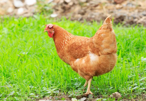 Brown chicken hen in green field use for livestock in arganic na — Stock Photo, Image