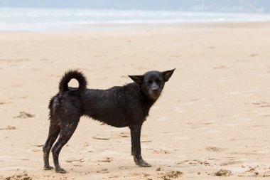 kötü ve pis evsiz köpek stanging sahilde
