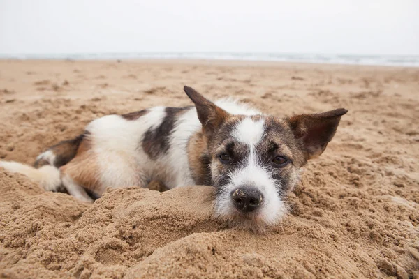 Smutek twarz bezdomny pies leży na piaszczystej plaży z czuć samotny — Zdjęcie stockowe