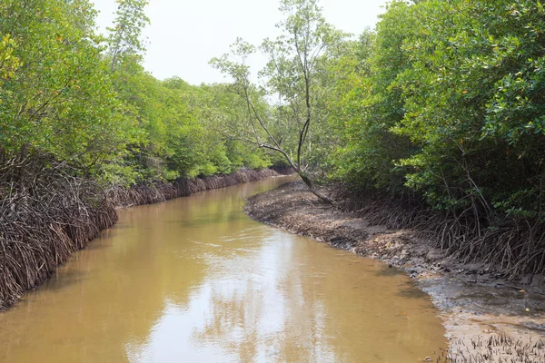 Natuurlijke kust mangrove forest milieu wildernis — Stockfoto