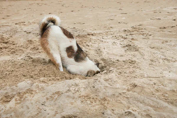 Pies głowy w piasek plaży jak struś wstyd i strach — Zdjęcie stockowe