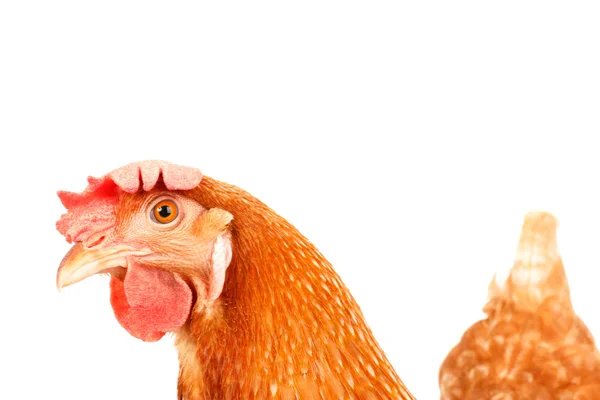 Primer plano de la cabeza de pollo divertido actuar aislado fondo blanco — Foto de Stock