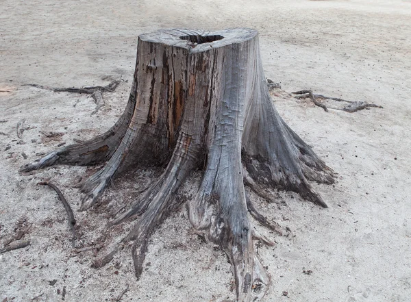 Cutting died of pine tree stump  on sand beach — Stock Photo, Image