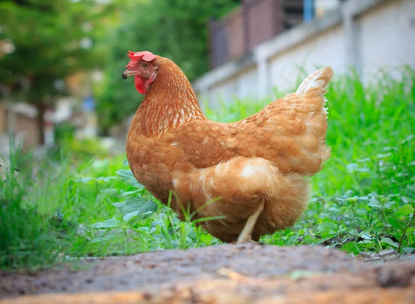 Beautiful plumage of brown chicken hen feeding free style in goo — Stock Photo, Image