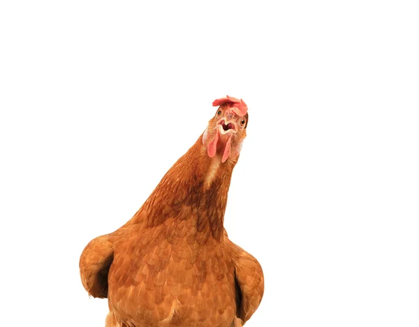 Close up portrait full body of brown female eggs hen standing sh — Stock Photo, Image