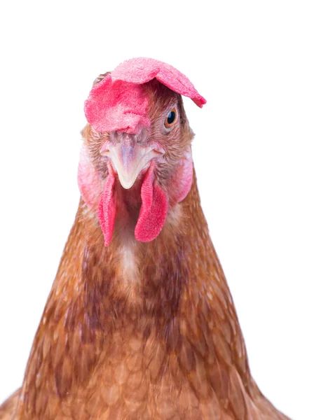 Ayam ayam putih terisolasi — Stok Foto