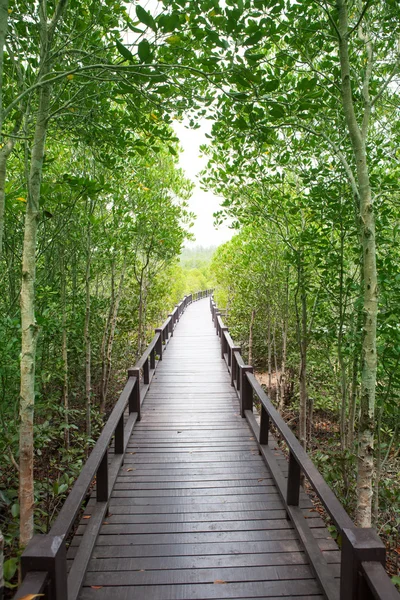 Деревянный мост в естественных мангровых лесах — стоковое фото