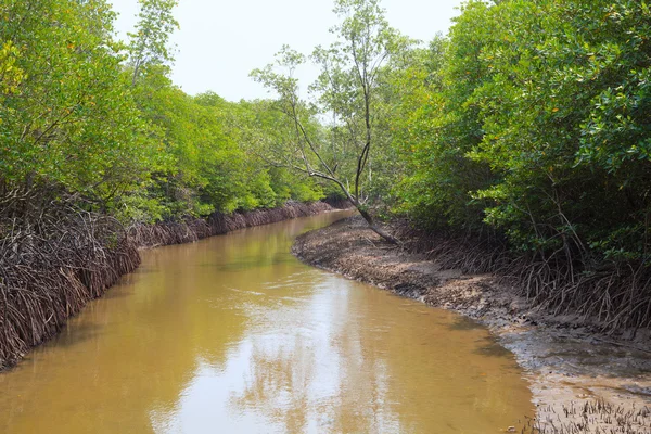 Zona húmeda de manglar en pranburi na —  Fotos de Stock