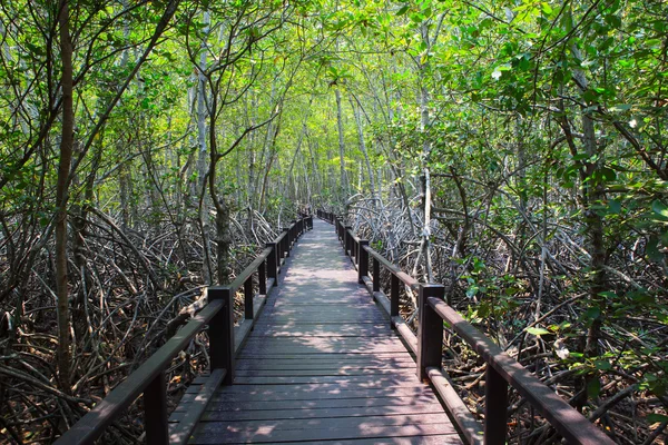 Hermoso paisaje de madera camino puente en manglar natural por delante —  Fotos de Stock