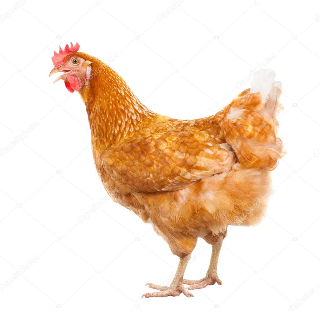 full body of brown chicken hen standing isolated white backgroun