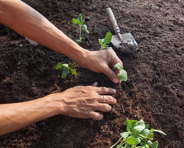 Les gens plantant de jeunes arbres sur un sol sale avec l'utilisation d'outils de jardinage — Photo