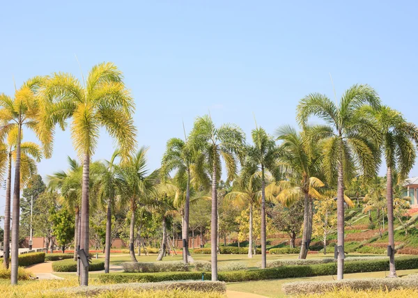 Natural palm tree park against clear blue sky background Royalty Free Stock Images