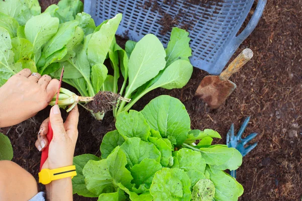 Mão de pessoas colher vegetais orgânicos limpos em casa jardim fo — Fotografia de Stock