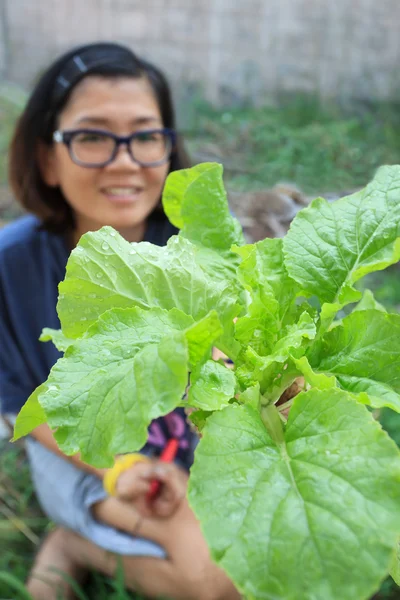 Genç kadın ev bahçe SK temiz organik sebze hasat — Stok fotoğraf
