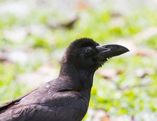 Close up raven, black birds crow head and bill against green blu — стоковое фото