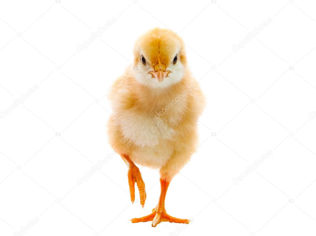 baby chicken