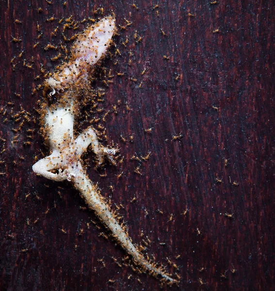 Ant eten dode huis hagedis — Stockfoto