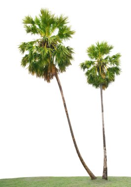 Yeşil yaprakları Asya Palmyra palm, Toddy palm, şeker palm,