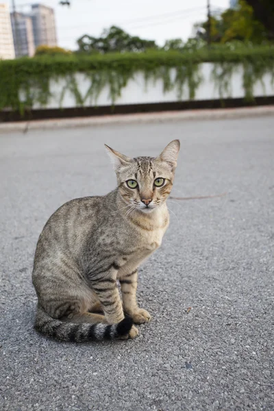 Thai domestic cat sitting on asphalt road — Stock Photo, Image